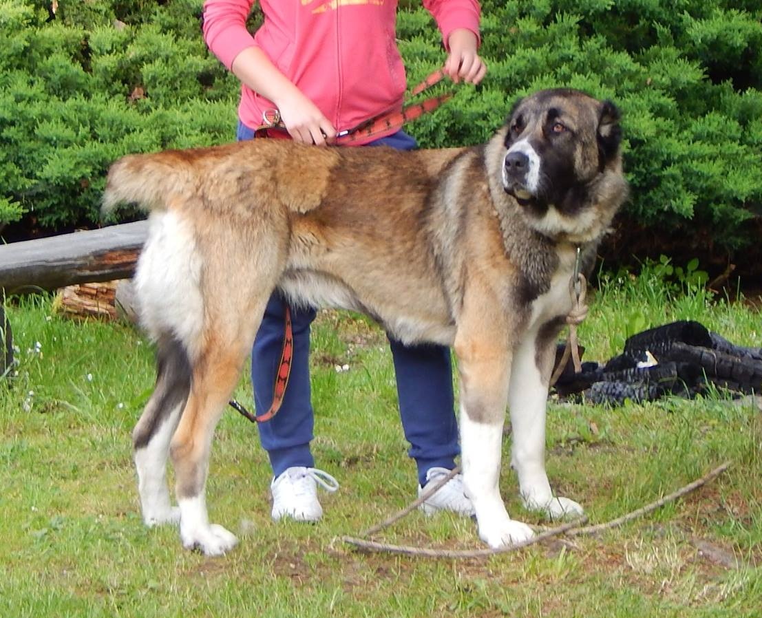 Ratmírov 2016