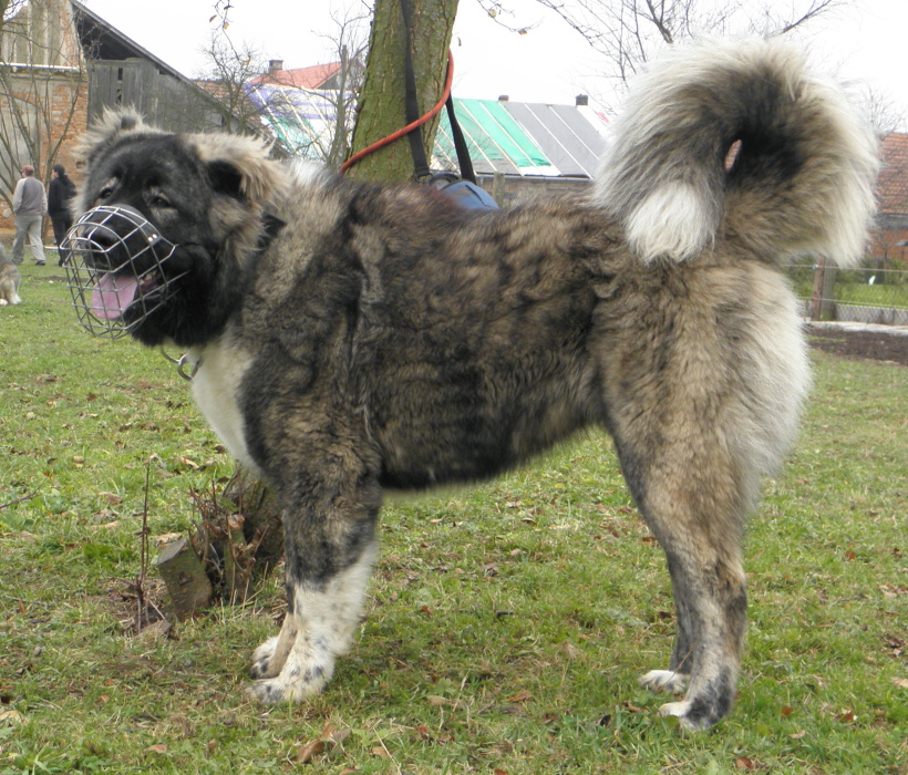 Tskaro Chita
