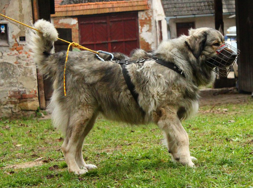 Colchis z Darganova dvora