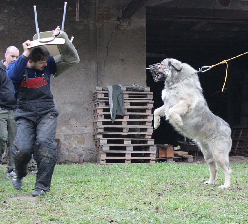 Colchis z Darganova dvora