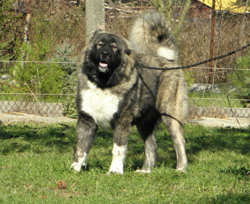 Tskaro Chita