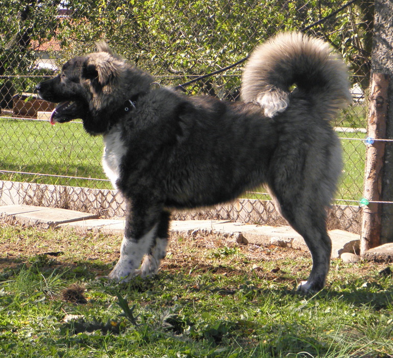 Tskaro Chita