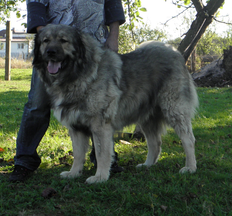 Colchis z Darganova dvora