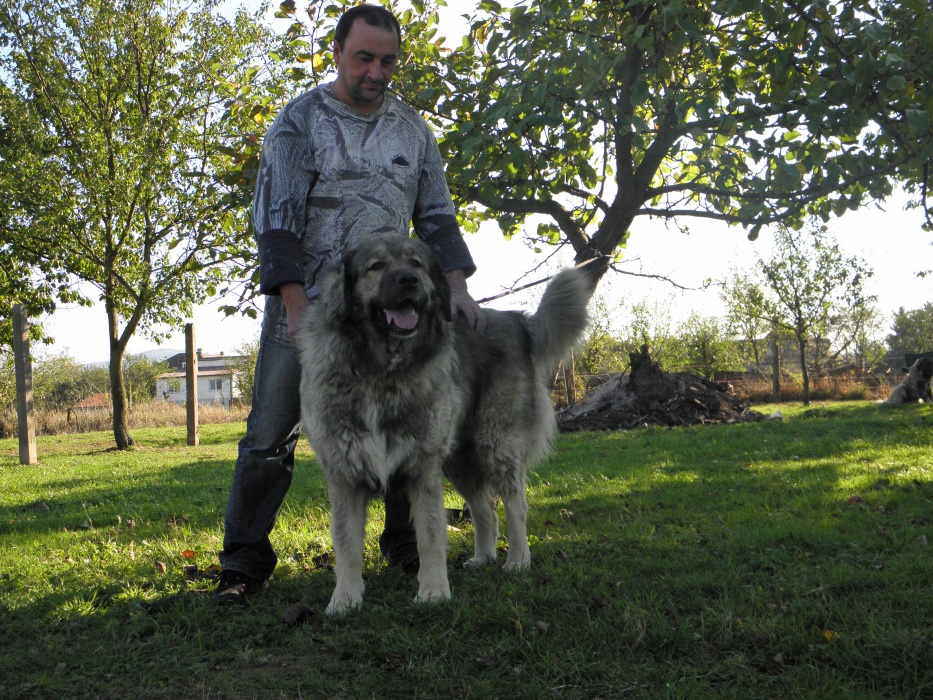 Colchis z Darganova dvora Colchis z Darganova dvora