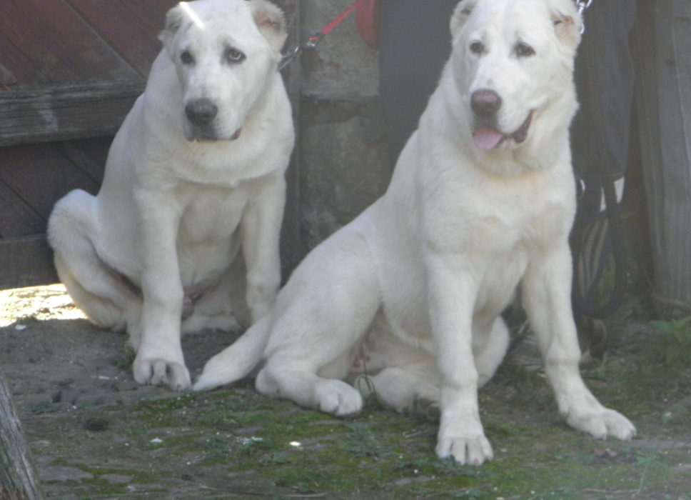 AK NUKER ZARKANA a ATA CHOSH BUSLAI