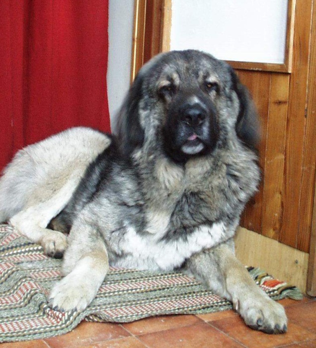 Attila od Královny Támar Attila od Královny Támar