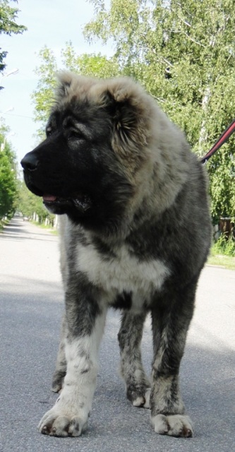 TSKARO CHECHEN 5 měsíců