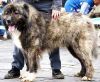ALTAY