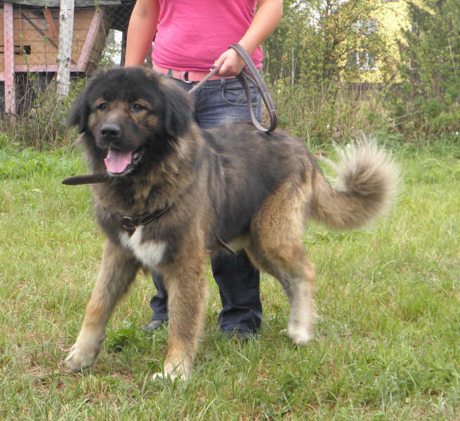 Norýsek